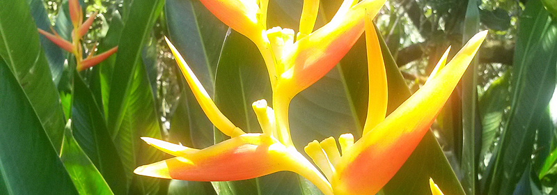 Hawaiian Paradise Park